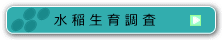 水稲生育調査